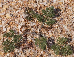 Astrodaucus littoralis