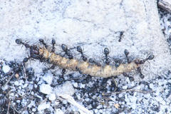 Anoplolepis steingroeveri