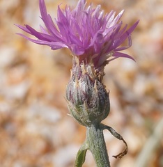 Centaurea odessana