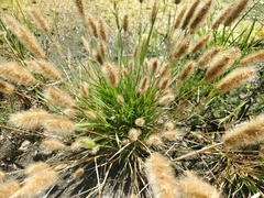 Polypogon