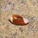 Banded Marginella - Photo (c) Brian du Preez, some rights reserved (CC BY-SA), uploaded by Brian du Preez
