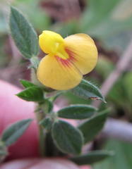 Stylosanthes fruticosa