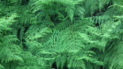 Hypolepis sparsisora