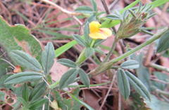 Stylosanthes fruticosa