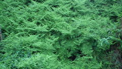 Hypolepis sparsisora