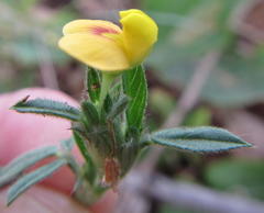 Stylosanthes fruticosa