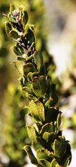 Psoralea mundiana