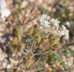 Astrodaucus littoralis