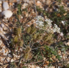 Astrodaucus littoralis