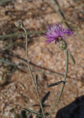 Centaurea odessana