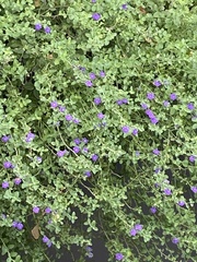 Scutellaria wrightii