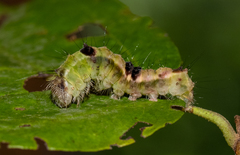 Acronicta hamamelis