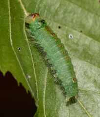 Acronicta laetifica