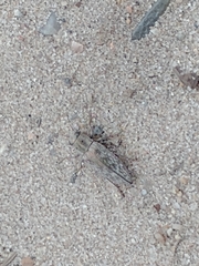 Spectralia gracilipes