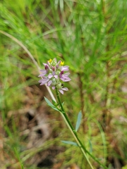 Polygala mariana