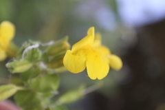 Erythranthe