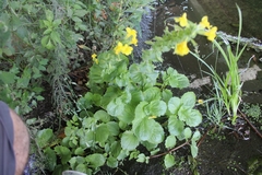 Erythranthe