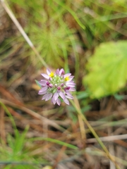 Polygala mariana