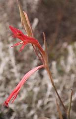 Gladiolus vandermerwei