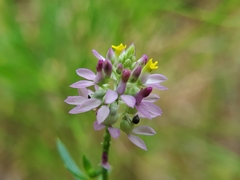 Polygala mariana