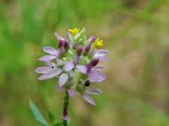 Polygala mariana