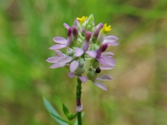 Polygala mariana