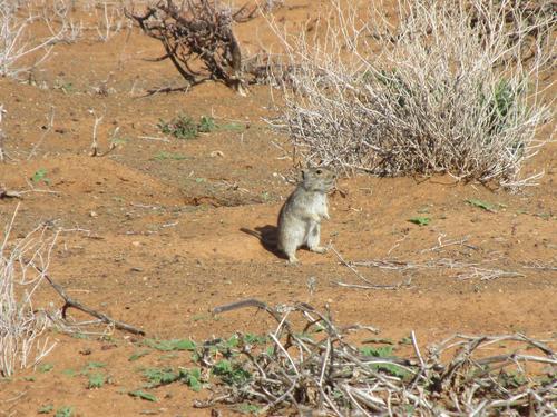 Brants's Whistling Rat