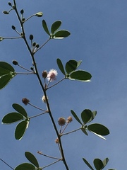 Mimosa albida