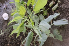 Nicotiana glauca