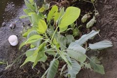 Nicotiana glauca