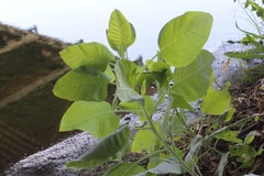 Nicotiana glauca