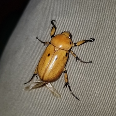 Ancognatha quadripunctata