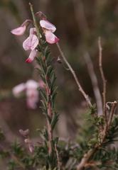 Wiborgia tenuifolia
