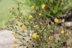 Pulicaria