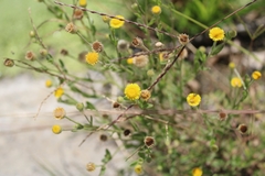 Pulicaria