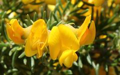 Aspalathus excelsa