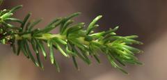 Aspalathus excelsa
