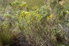 Aspalathus excelsa