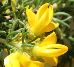 Aspalathus excelsa