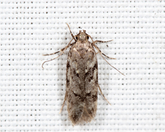 Chionodes pereyra