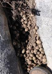 Pronolagus saundersiae