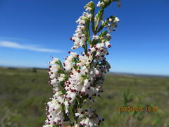 Erica simulans