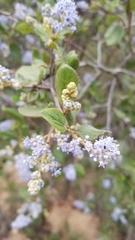 Ceanothus oliganthus