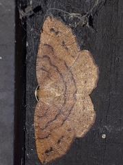 Apodrepanulatrix liberaria