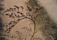 Goniolimon rubellum