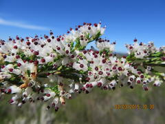 Erica simulans