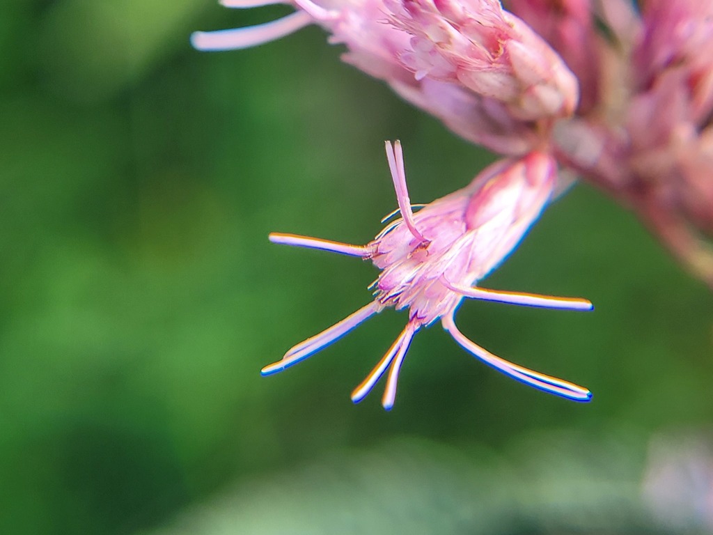 coastal plain Joe-Pye weed