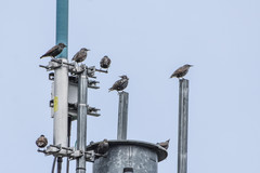 Sturnus vulgaris
