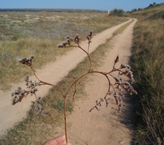 Goniolimon rubellum