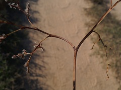 Goniolimon rubellum
